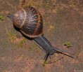 Caracoles Reproductores Helix Aspersa